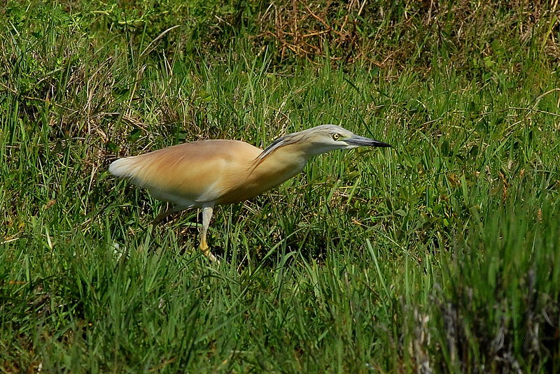 Crabier chevelu.jpg